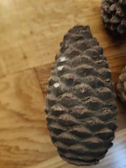 Photo of free Ceramic fir cones (Jericho OX2) #2