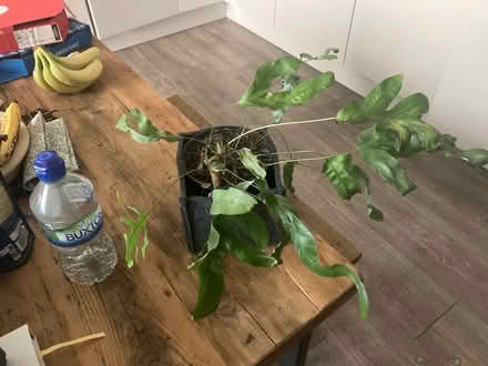 Photo of free Fern in need of TLC (BN31HG) #1