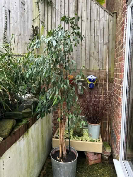 Photo of free House plant (Hastings. Broom grove TN34) #3