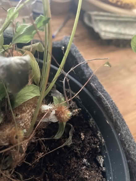 Photo of free Fern in need of TLC (BN31HG) #3