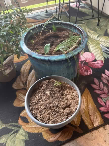 Photo of free Outdoor plants pots (Chilwell NG9) #1