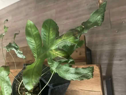 Photo of free Fern in need of TLC (BN31HG) #4