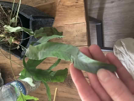 Photo of free Fern in need of TLC (BN31HG) #2