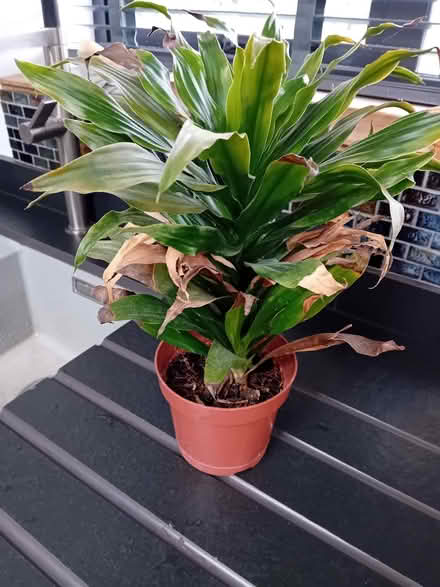 Photo of free Plant (Corsham SN13) #1