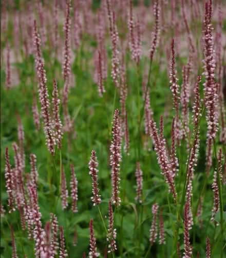 Photo of free persicaria (Long Stratton central.) #1