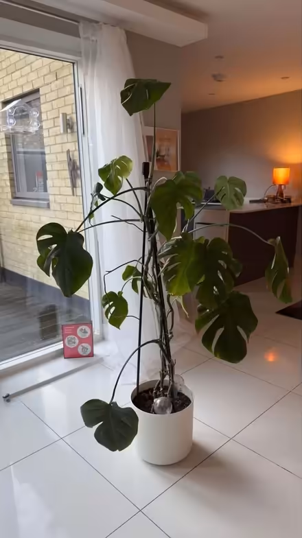 Photo of free Monstera - Cheese Plant (Crystal Palace SE19) #1