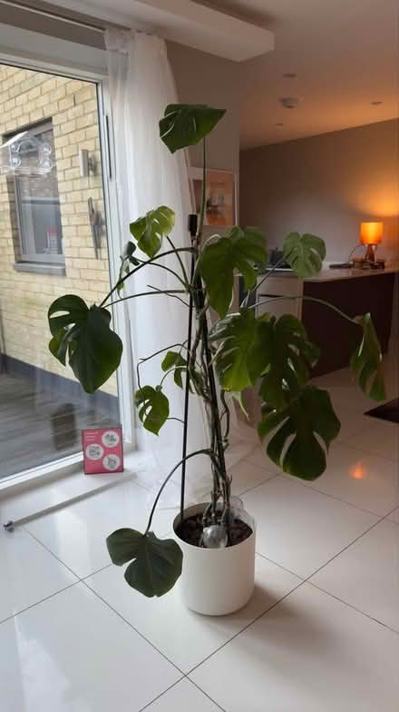 Photo of free Monstera - Cheese Plant (Crystal Palace SE19) #1