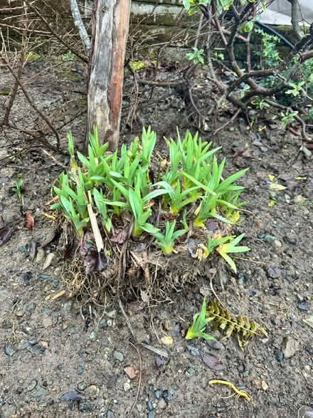Photo of free orange lily bulbs (Columbia City) #1