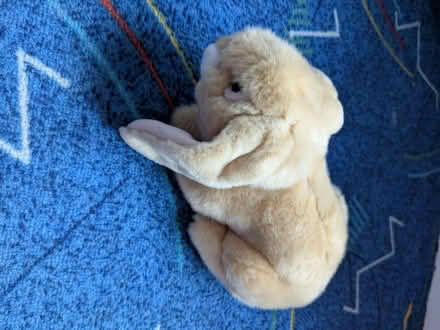 Photo of free Soft rabbit toy (Moorfields) #1