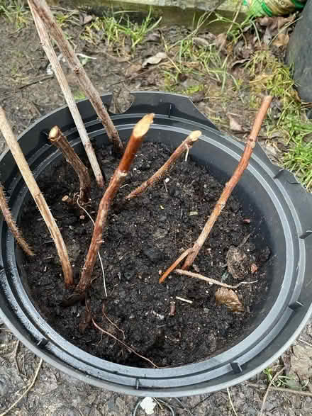 Photo of free Autumn fruiting raspberry canes (Warden Hill GL51) #1