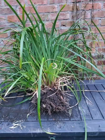 Photo of free Clumping grass (Cherry Orchard) #1