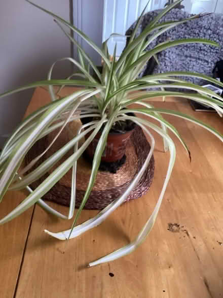 Photo of free Spider plant (Charminster BH8) #1