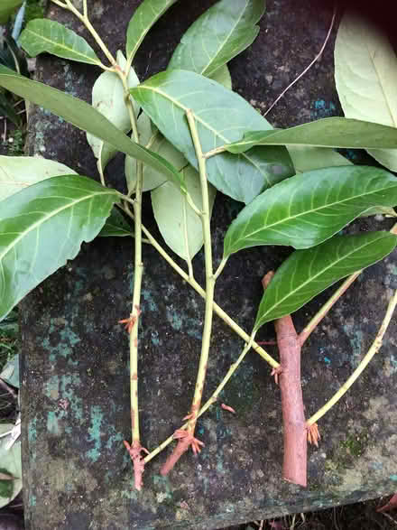Photo of free Laurel tree cuttings (Sprowston NR7) #1