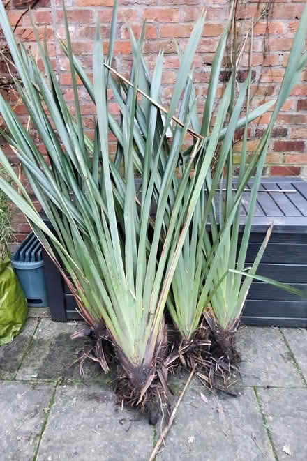 Photo of free Phormium fan clumps (Cherry Orchard) #1
