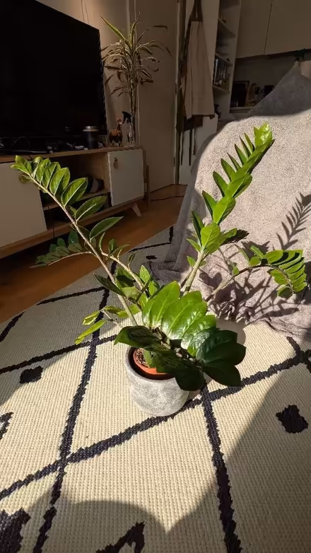 Photo of free ZZ Plant - Zamioculcas Zamiifolia (Finsbury Park N7) #2