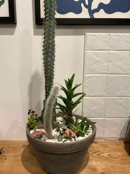 Photo of free Cacti 🌵 (SE26) #1