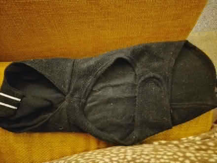 Photo of free Dog jumper (St Leonards TN38) #2