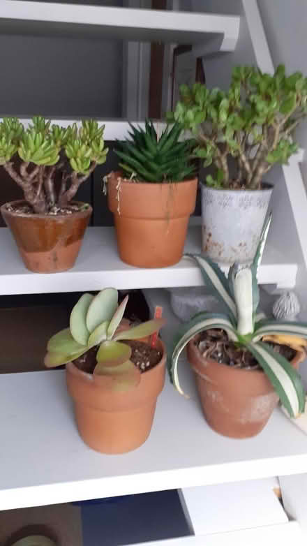 Photo of free Collection of five cacti (Audenshaw,M34) #1