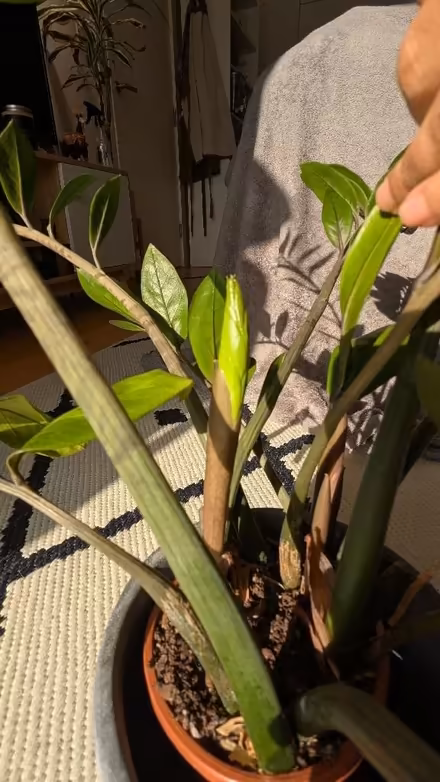 Photo of free ZZ Plant - Zamioculcas Zamiifolia (Finsbury Park N7) #3