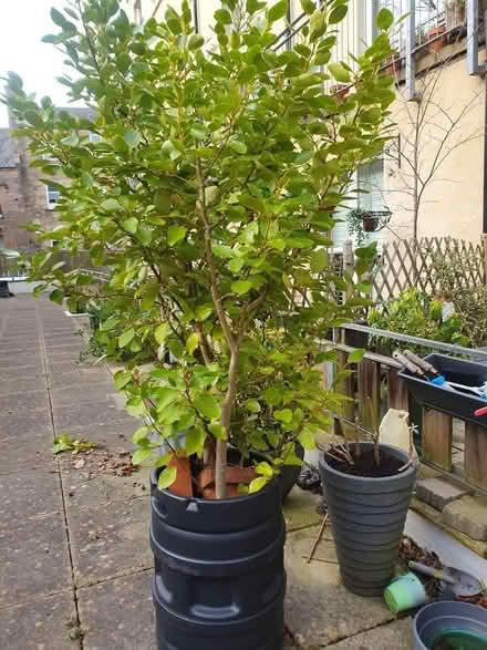Photo of free A patio tree (Lauriston EH3) #1