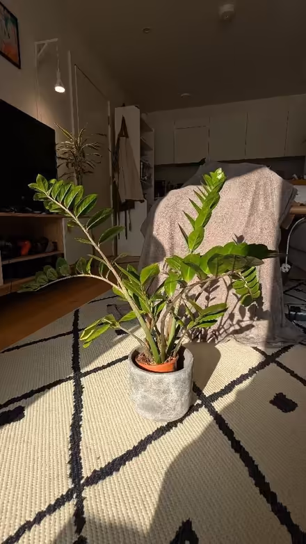 Photo of free ZZ Plant - Zamioculcas Zamiifolia (Finsbury Park N7) #1
