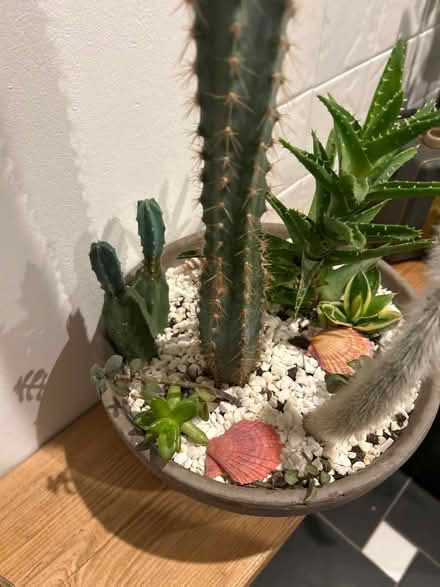 Photo of free Cacti 🌵 (SE26) #2