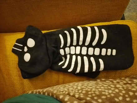 Photo of free Dog jumper (St Leonards TN38) #1