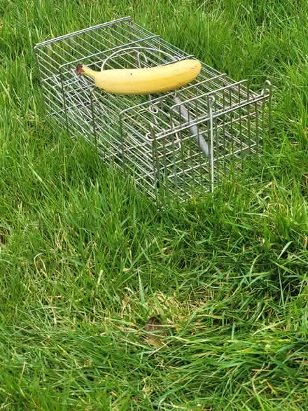 Photo of free Humane rodent catcher (Close to Howey LD1) #1