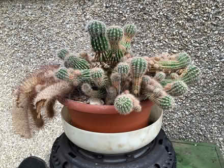 Photo of free Large cactus (Caton LA2) #1