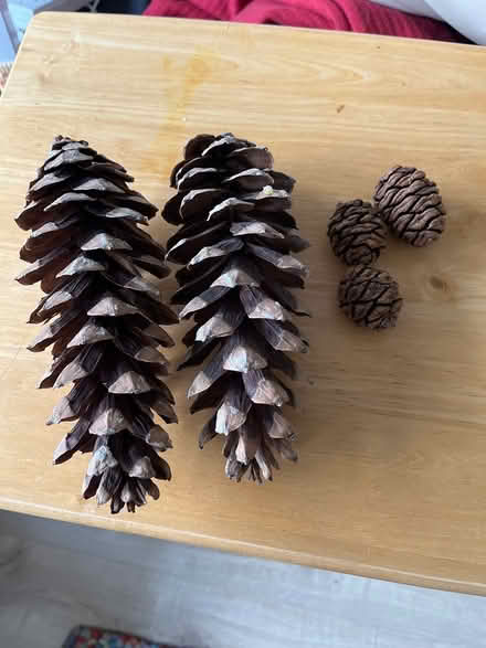 Photo of free Pinecones (SG4 hitchin) #1