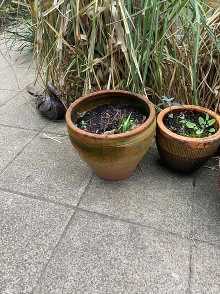 Photo of free Garden pots (Teddington TW1) #4