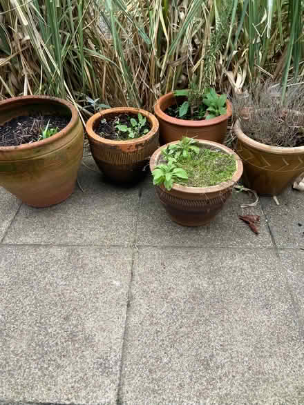 Photo of free Garden pots (Teddington TW1) #1