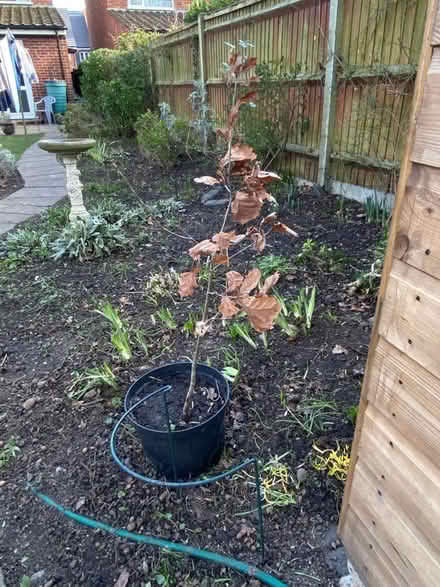 Photo of free Oak tree sapling (Swanley BR8) #1