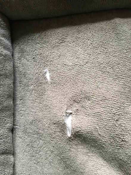 Photo of free Large dog bed - memory foam (Headington OX3) #2