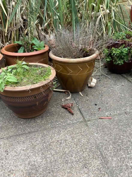 Photo of free Garden pots (Teddington TW1) #3