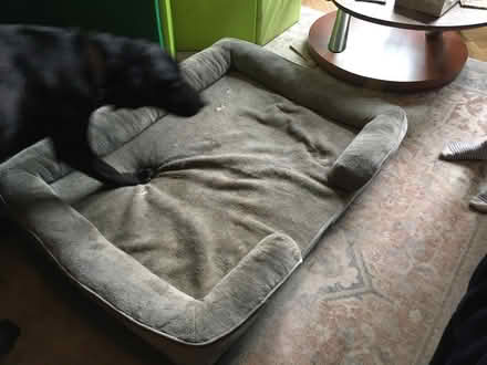 Photo of free Large dog bed - memory foam (Headington OX3) #1
