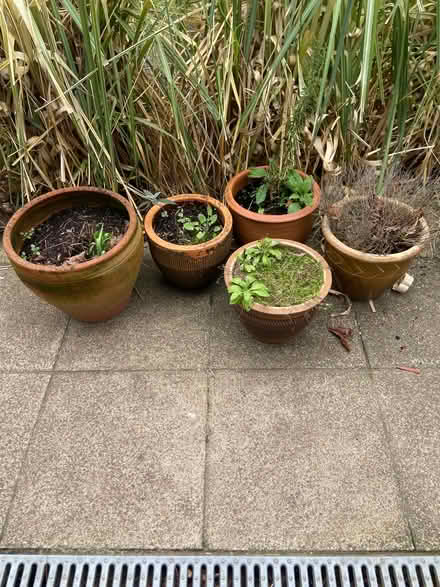 Photo of free Garden pots (Teddington TW1) #2