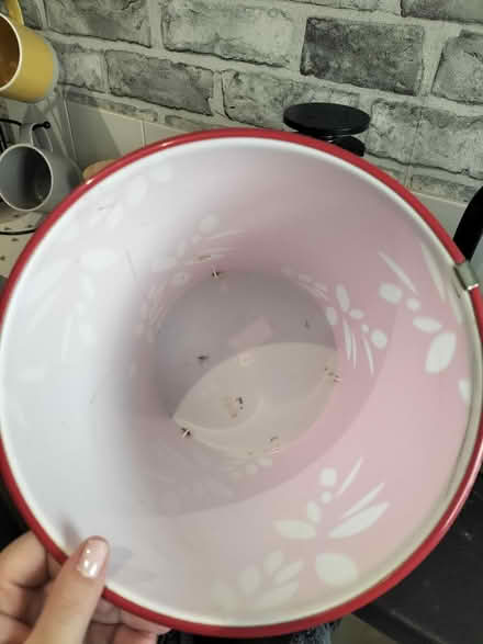Photo of free Small bin (TN37 Hastings) #2
