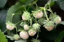 Photo of free Pine berry plants (Upper Caldecote SG18) #1