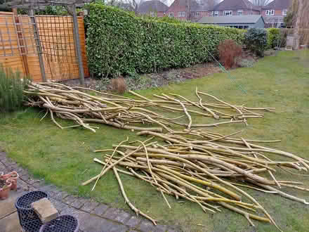 Photo of free Wood (Knaphill GU21) #1