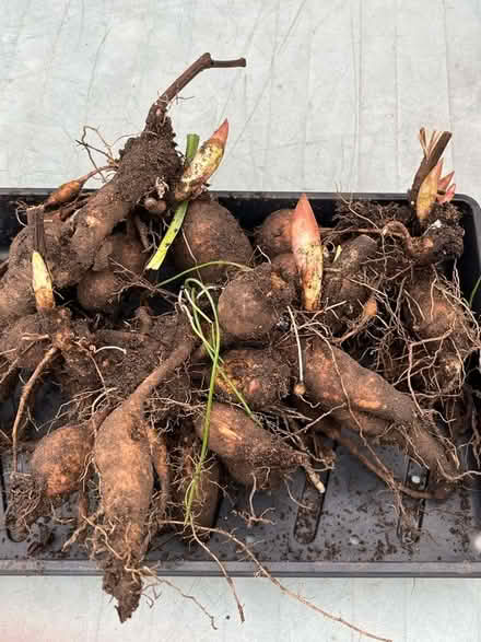 Photo of free Peony tubers (Longford GL2) #1