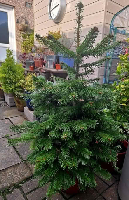 Photo of free Nordmann fir (3 foot) in pot (EH6 Leith) #1