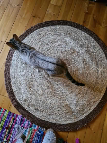 Photo of free Circular straw mat (BS5) #1
