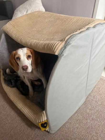 Photo of free Dog bed/den (Bethnal Green) #2