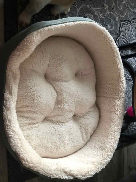 Photo of free nearly new dog bed (Bedworth CV12) #1