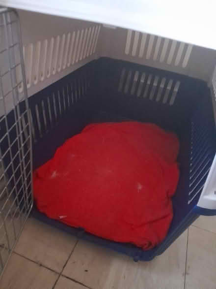 Photo of free Large pet carrier (Hoole CH2) #2