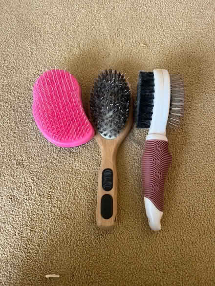 Photo of free Dog grooming brushs (Blacklands TN34) #1