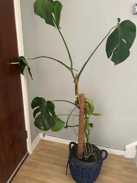 Photo of free Monstera Plant (Shenley) #1