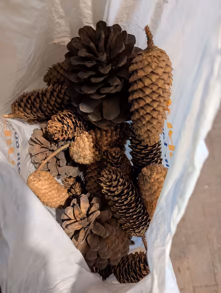 Photo of free Decorative pinecones (Withdean BN1) #1