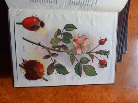 Photo of free 1950s Newnes Knowledge Set (Leatherhead KT22) #4
